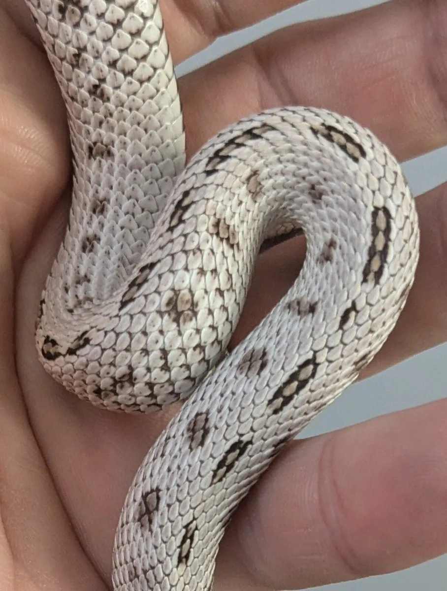 Western Hognose - Image 4
