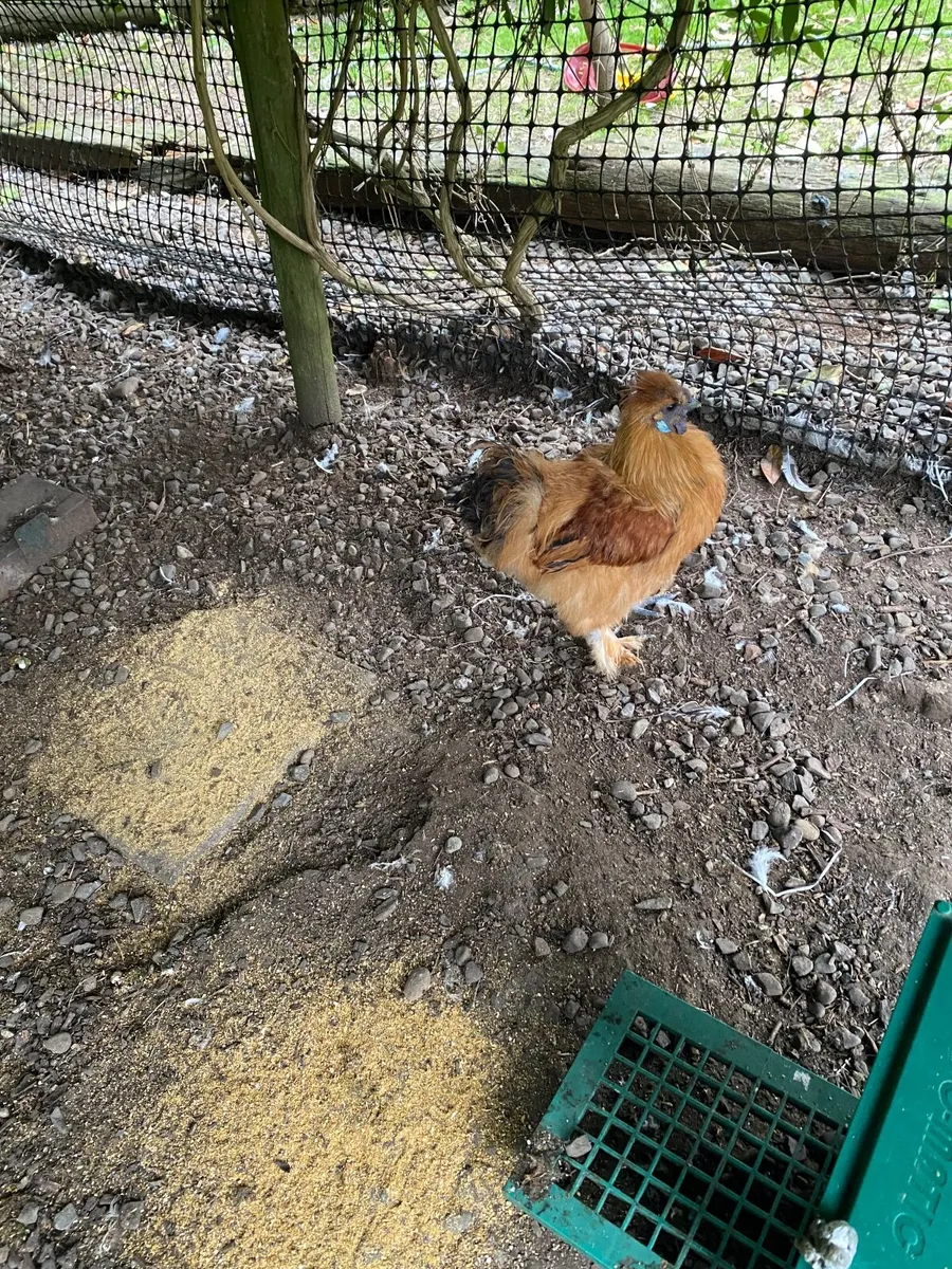 Rooster - Image 1