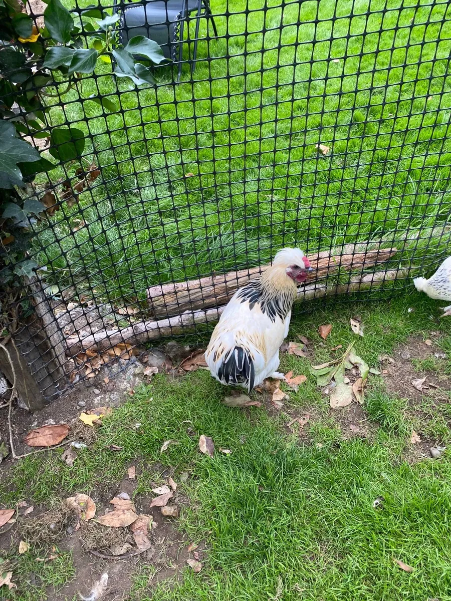 Rooster - Image 2