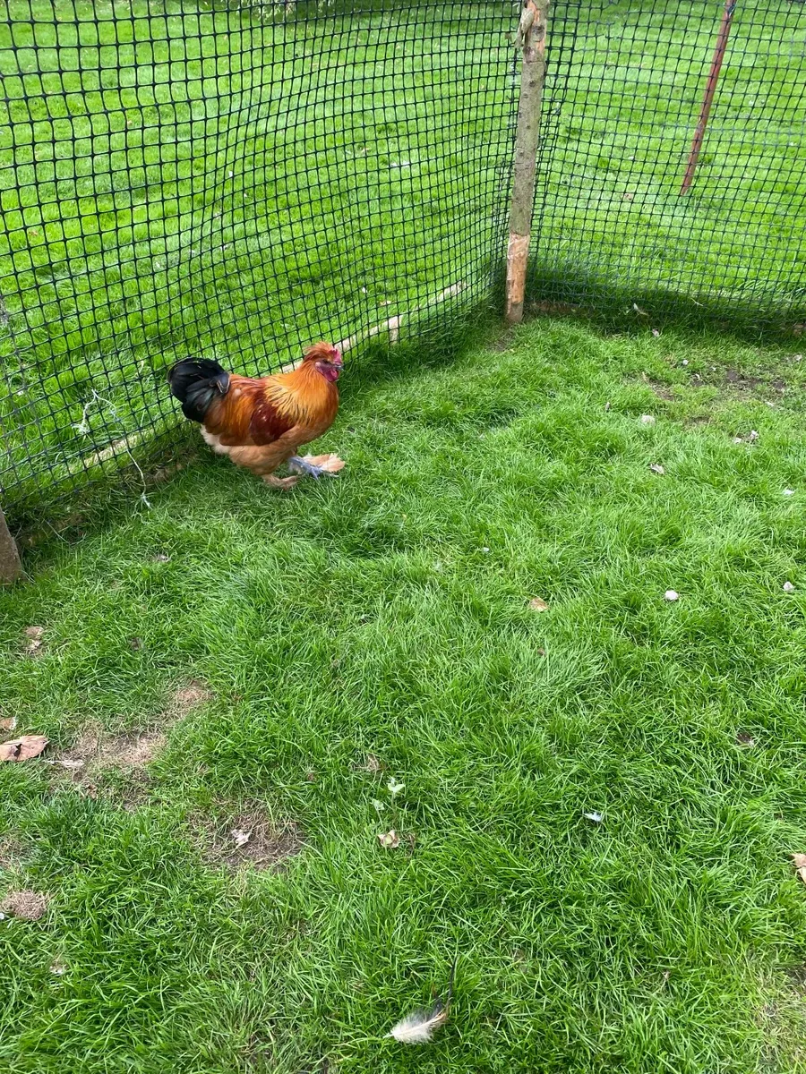 Rooster - Image 3
