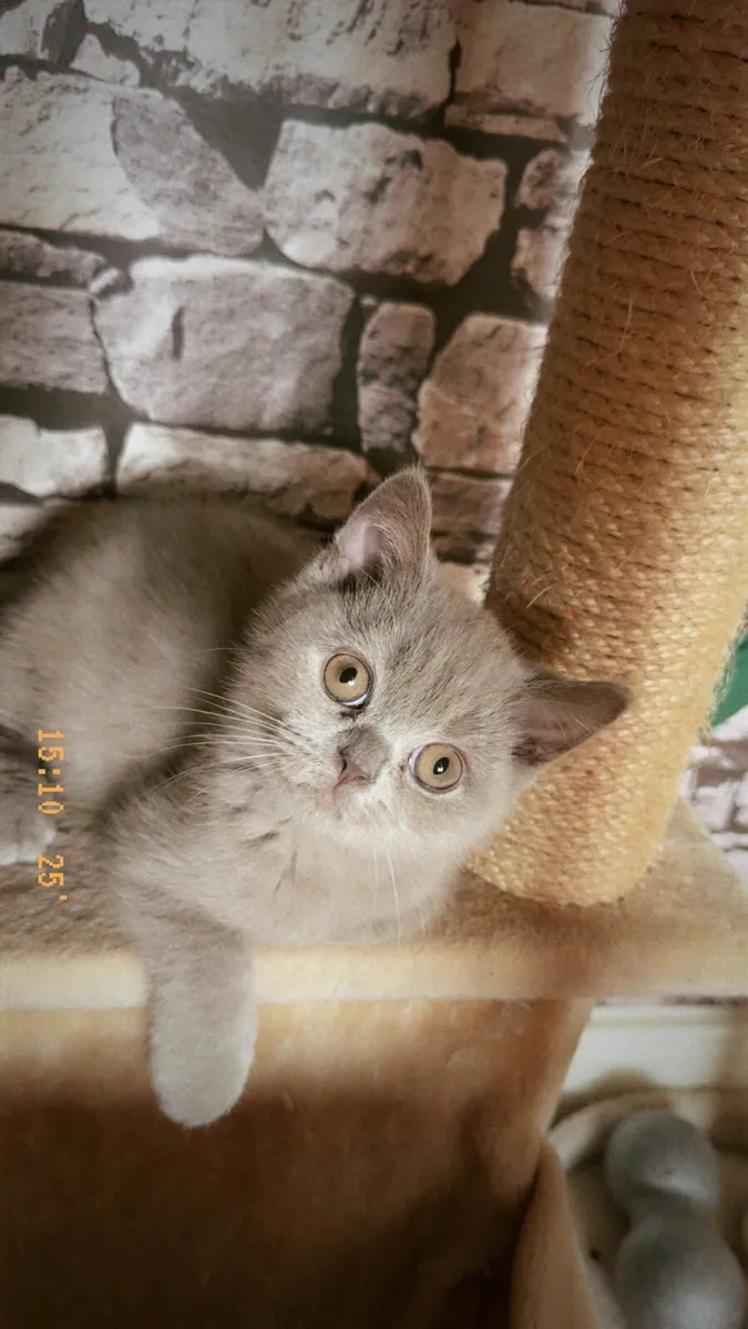 🐾 Adorable British Shorthair Kitten for Sale 🐾 - Image 4