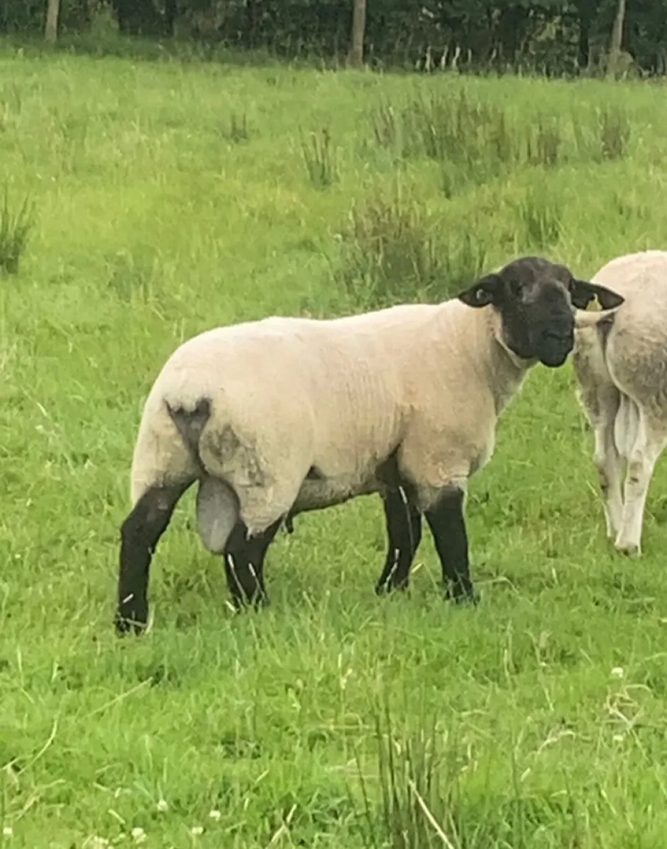 Suffolk ram - Image 1