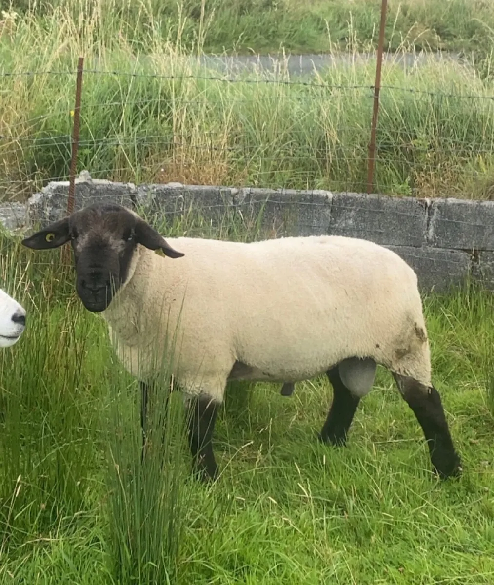 Suffolk ram - Image 2