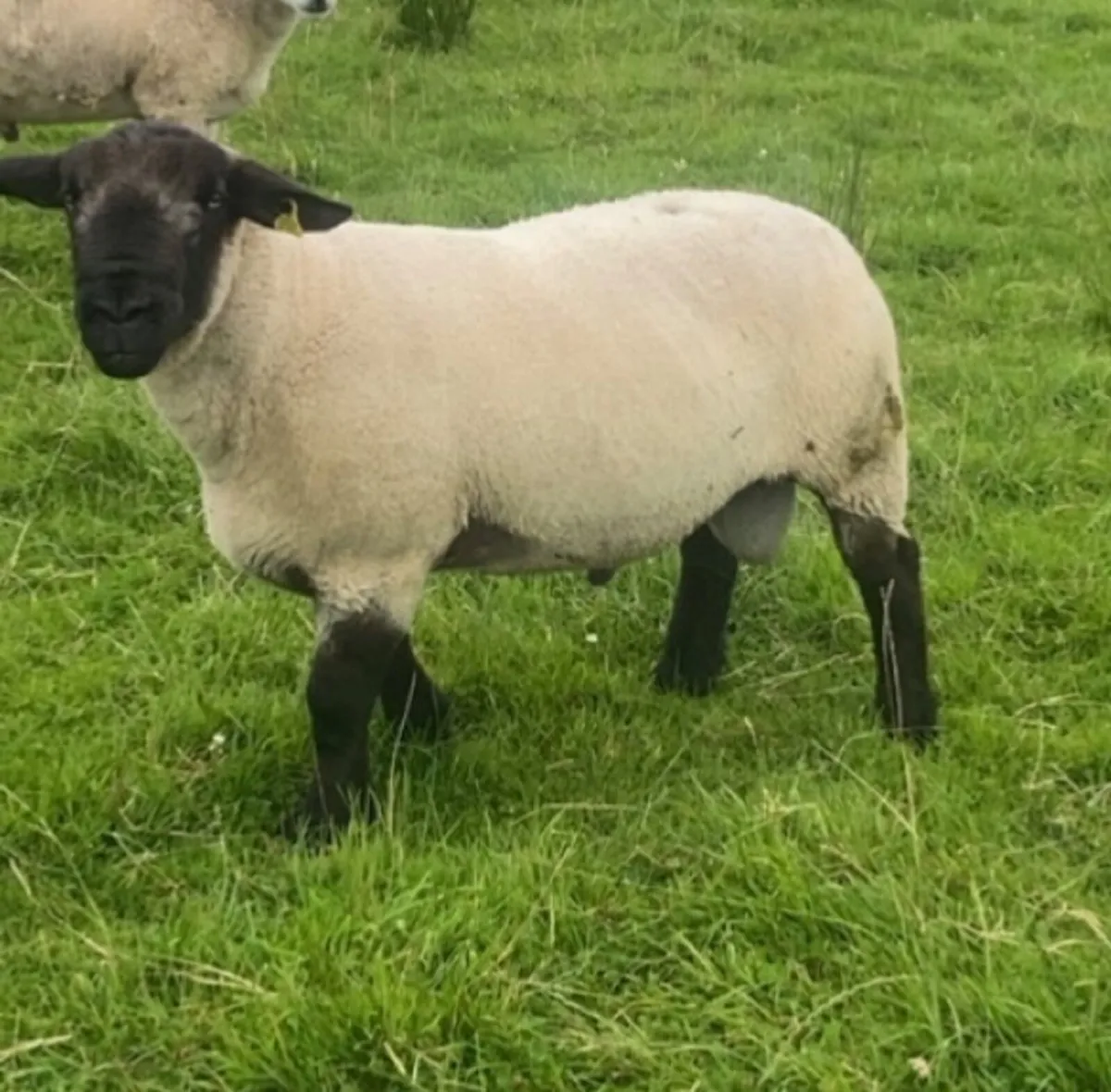 Suffolk ram - Image 3