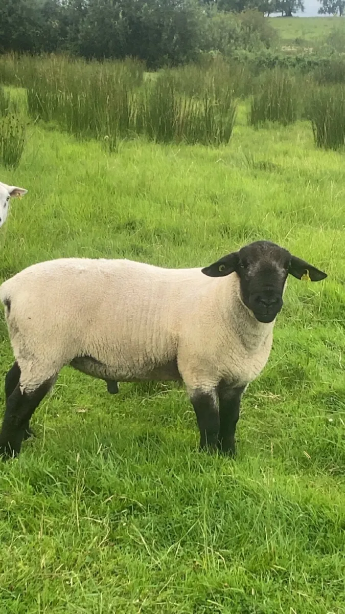 Suffolk ram - Image 4
