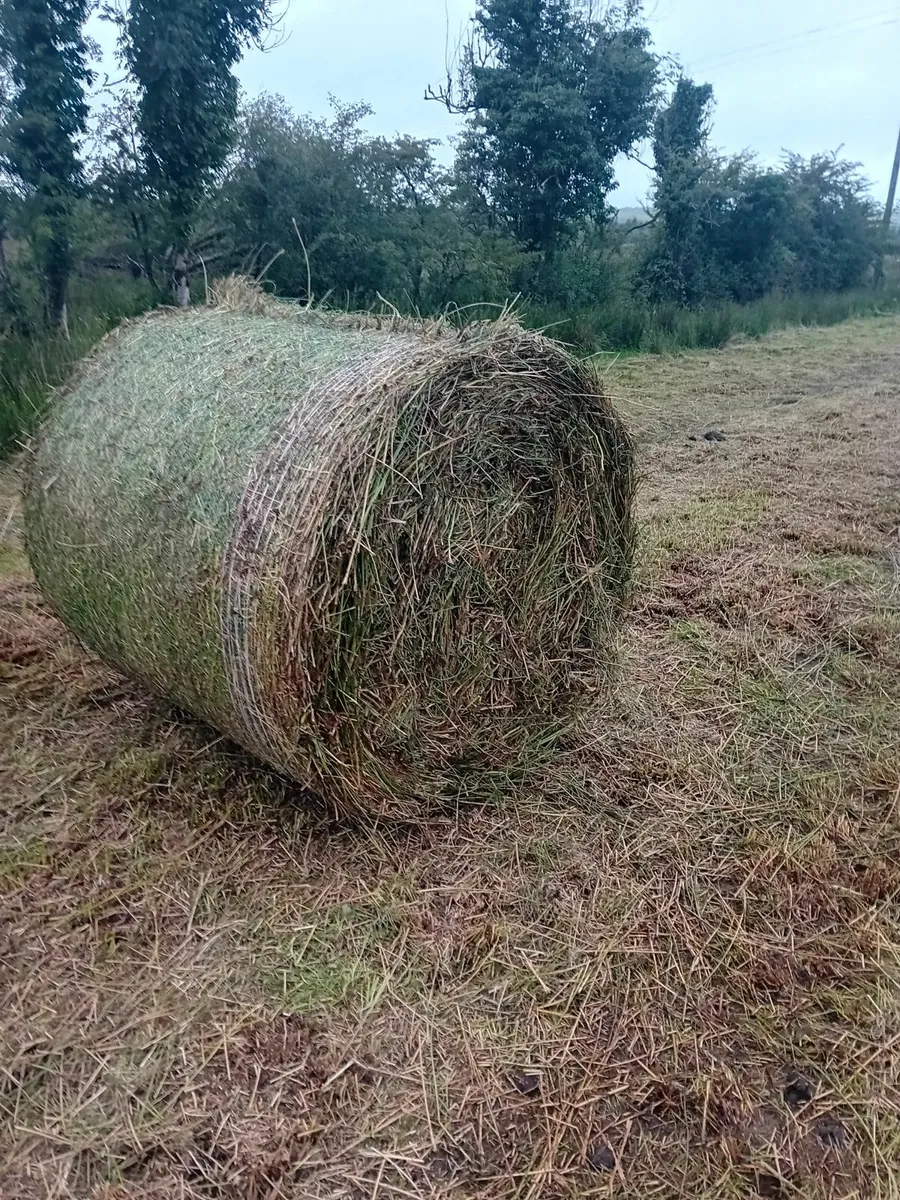 Rush bales - Image 1