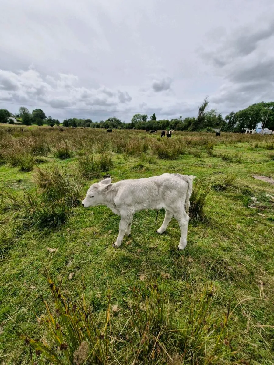 Heifer calf - Image 1