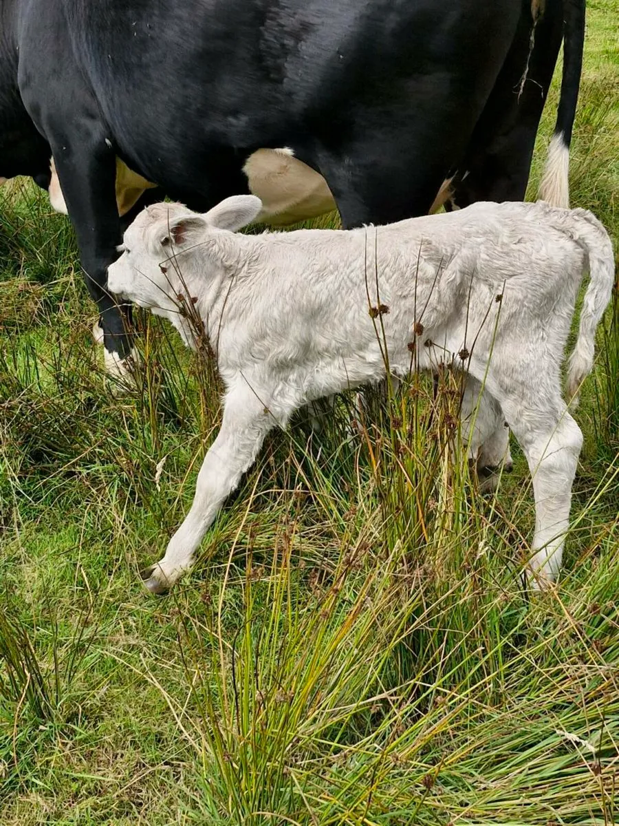 Heifer calf - Image 2