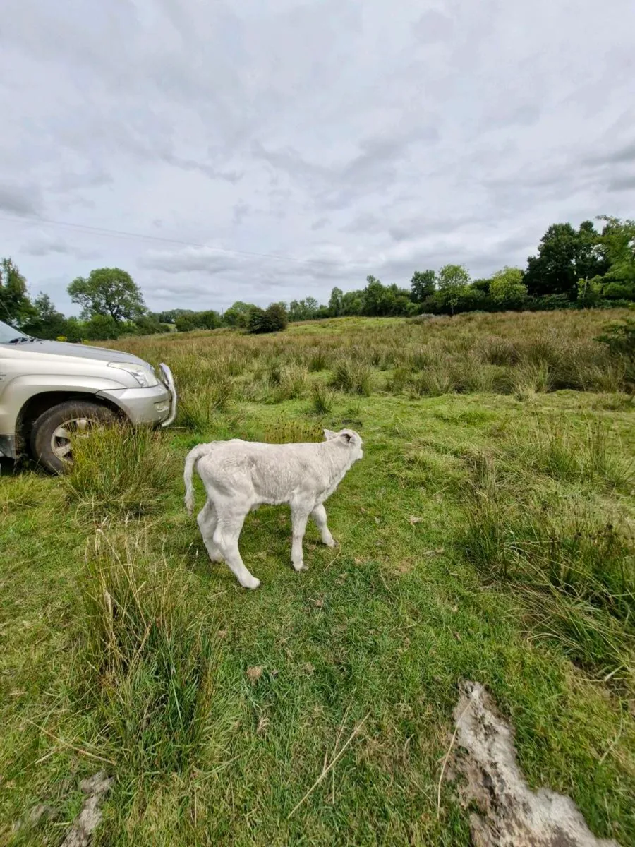 Heifer calf - Image 3