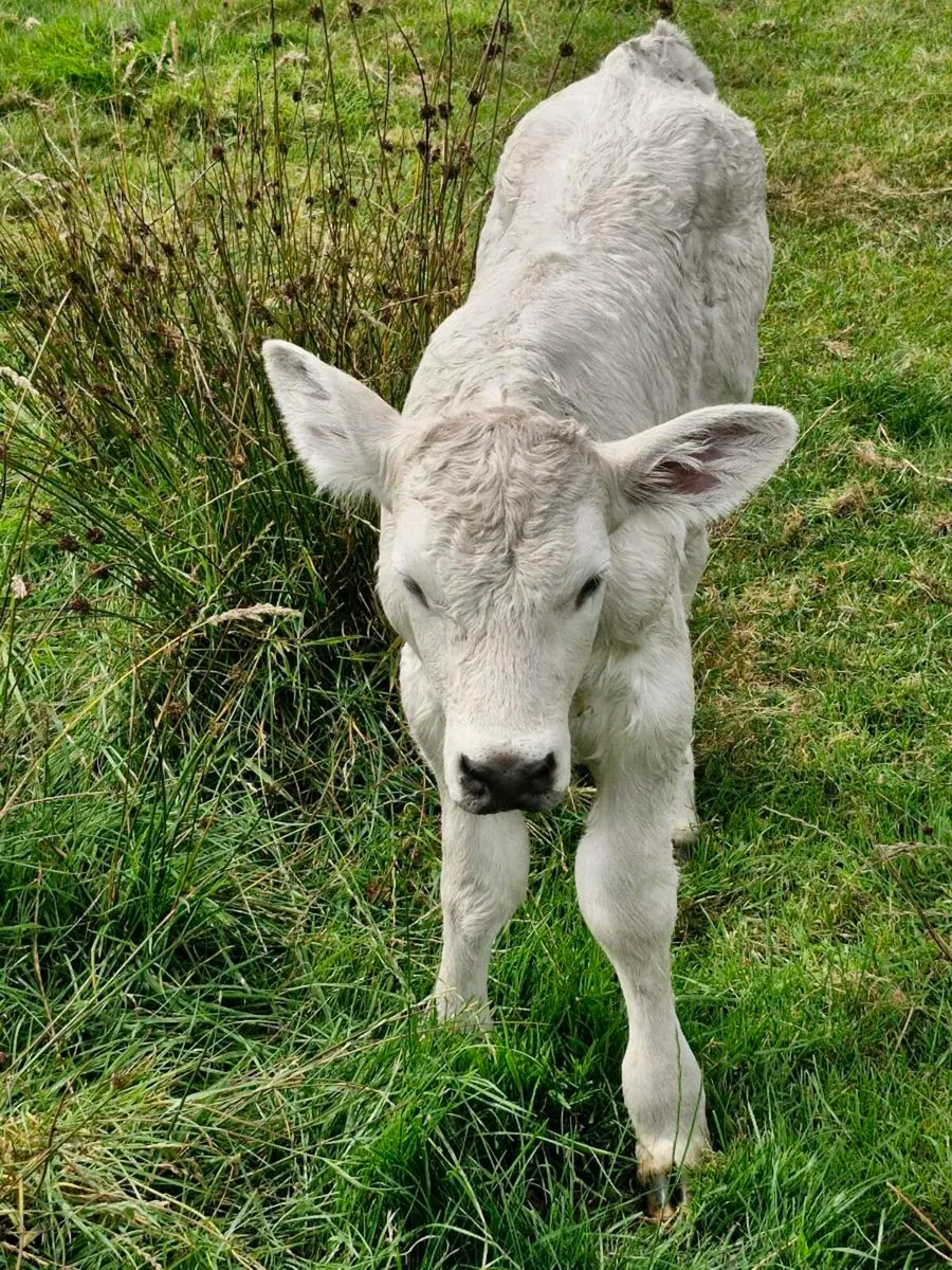 Heifer calf - Image 4