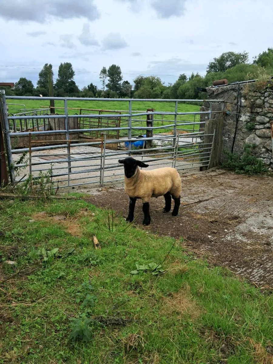 Pedigree Suffolk ram lamb - Image 1