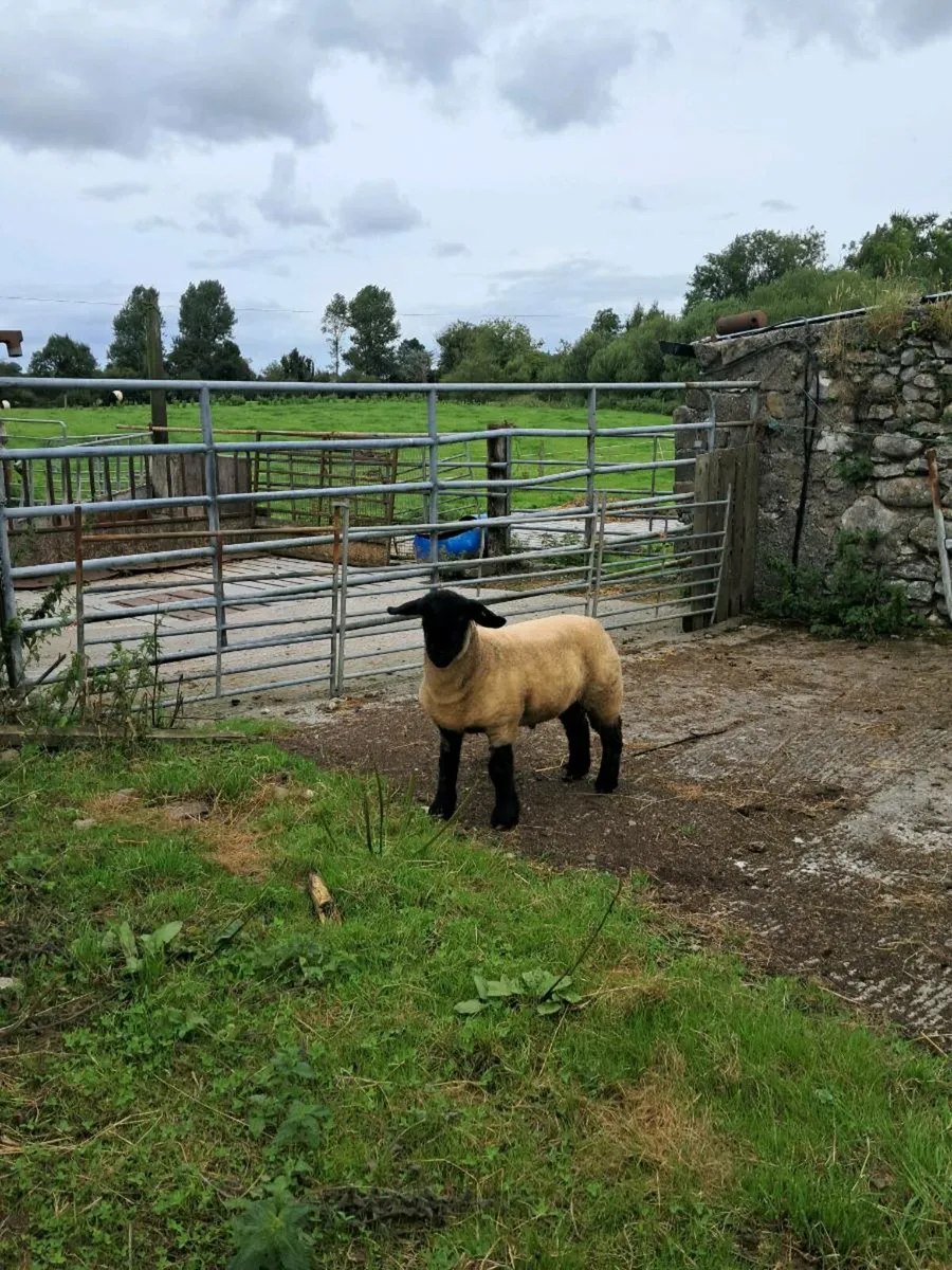 Pedigree Suffolk ram lamb - Image 3