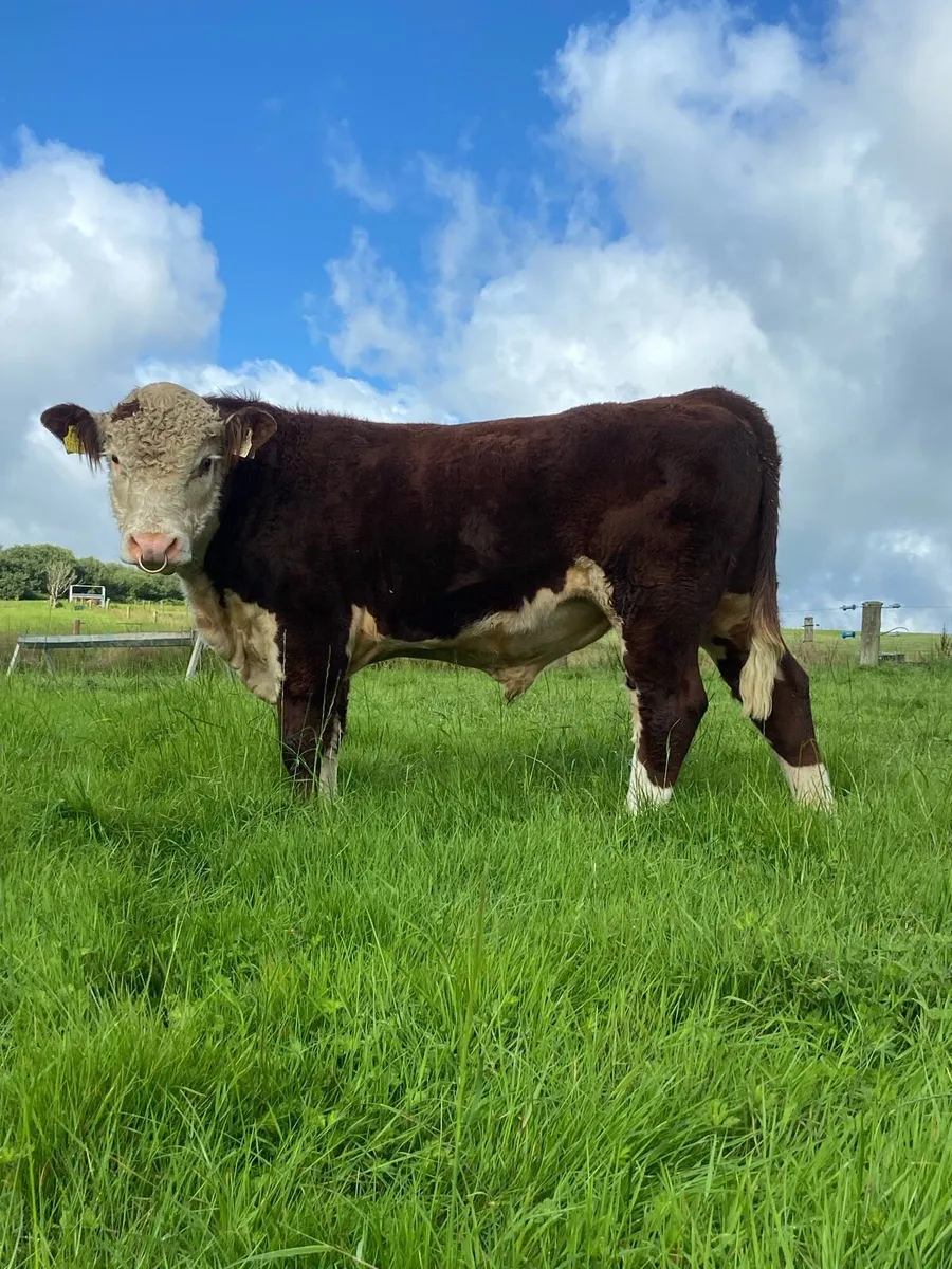 Pedigree Hereford bull - Image 1