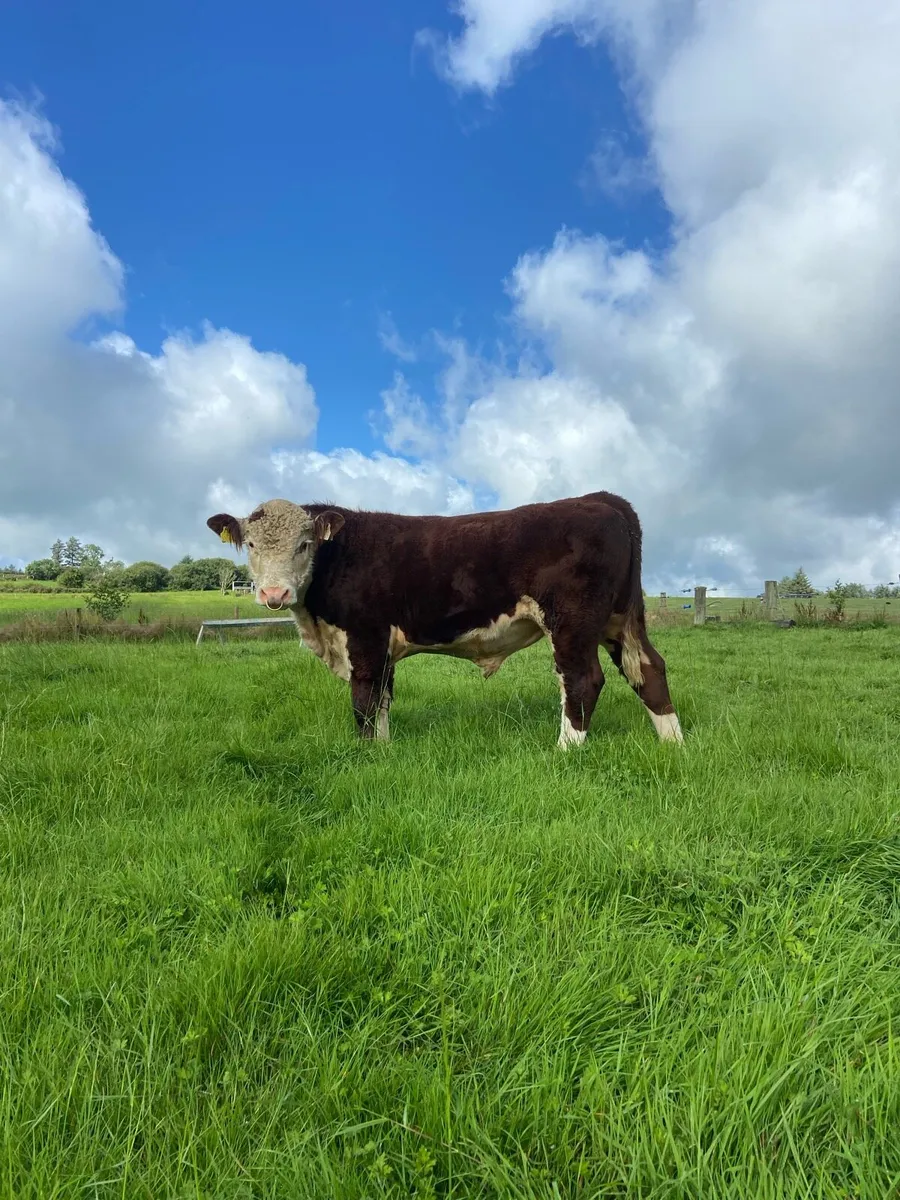Pedigree Hereford bull - Image 2
