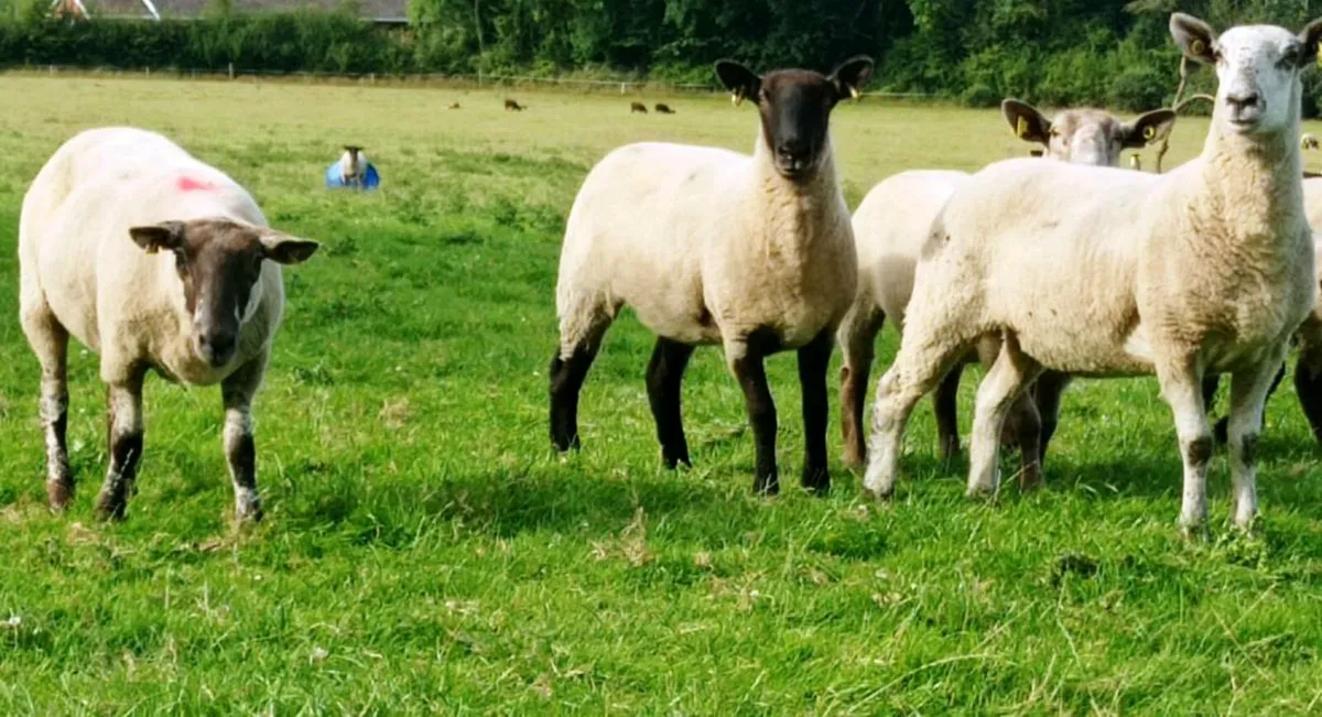 Hogget Ewes - Image 2