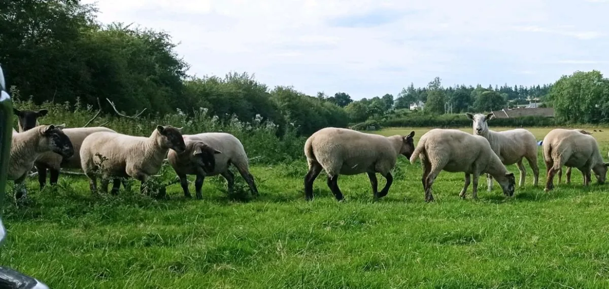 Hogget Ewes - Image 3