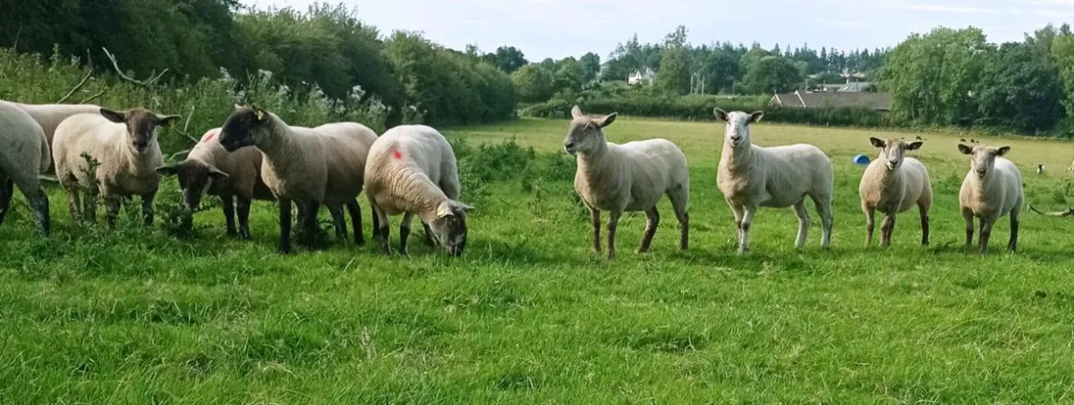 Hogget Ewes - Image 1
