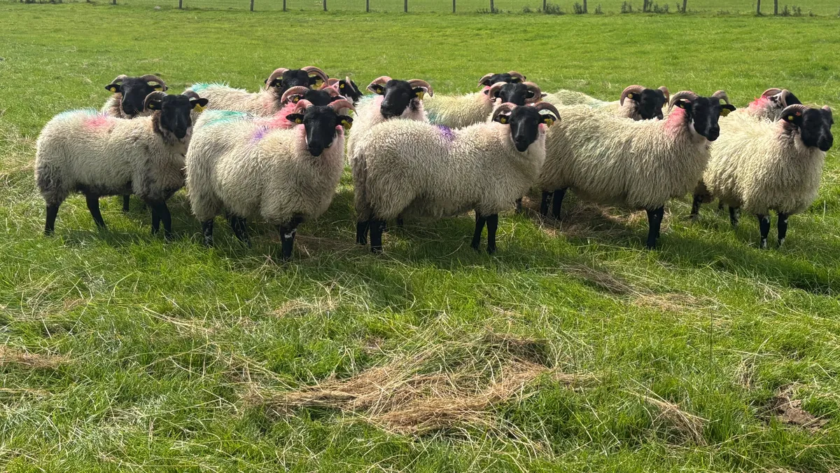 14 Super Lanark Ewe Lambs - Image 2