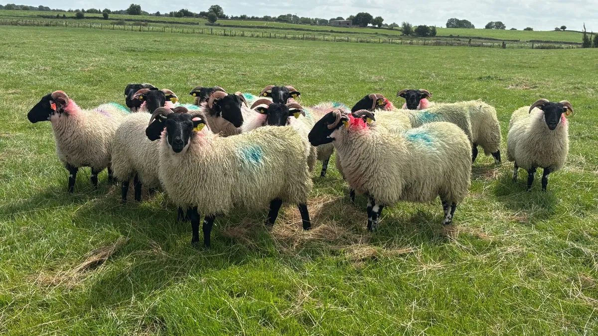 14 Super Lanark Ewe Lambs - Image 3