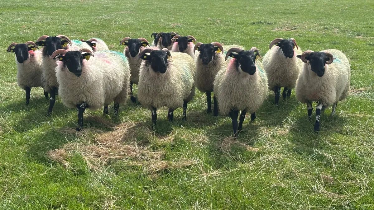 14 Super Lanark Ewe Lambs - Image 4