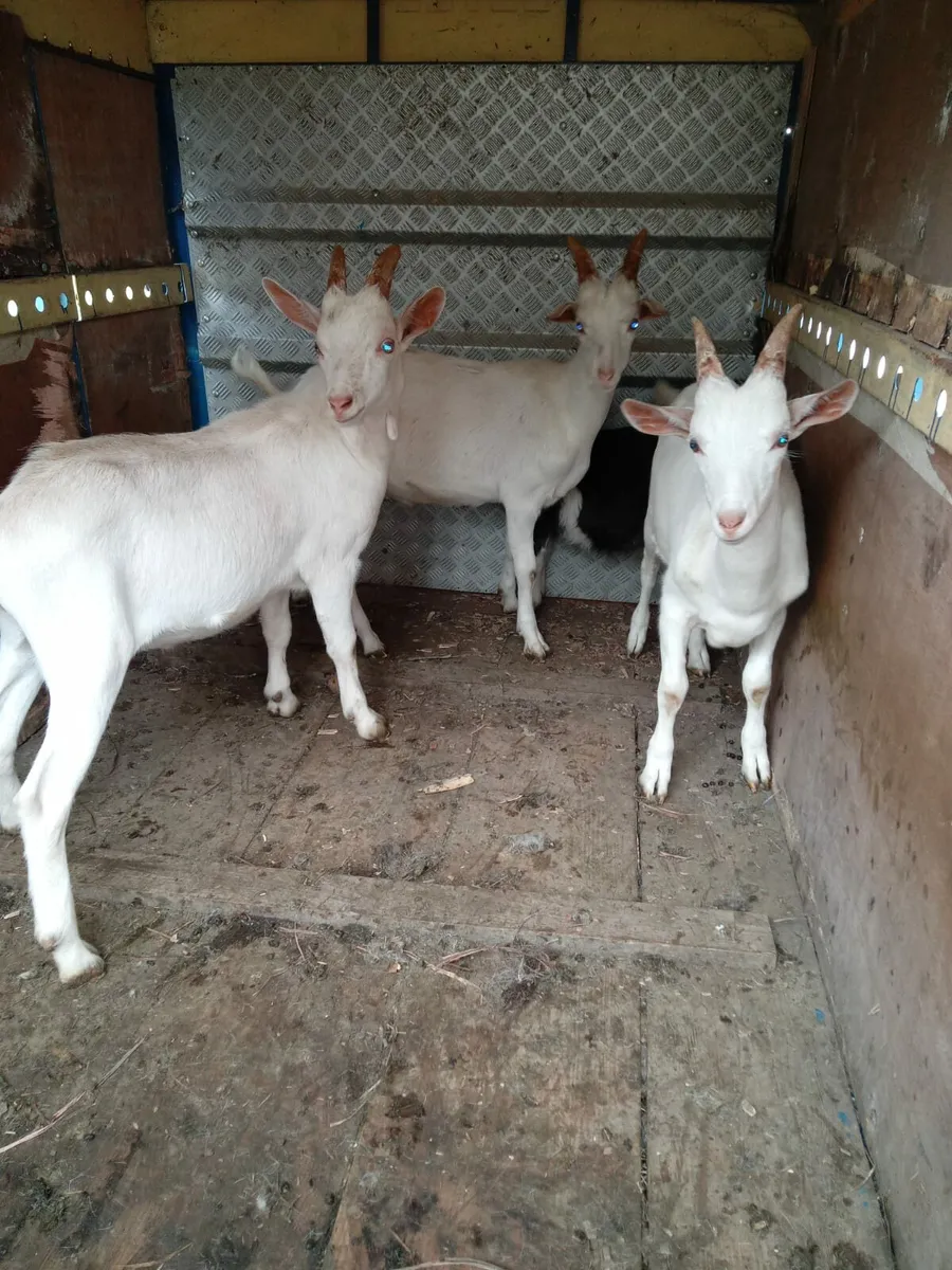 Goats - Image 1