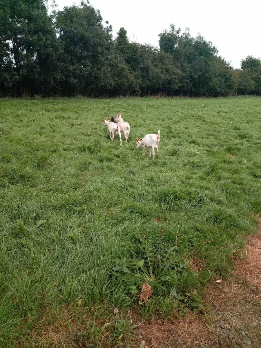 Goats - Image 2