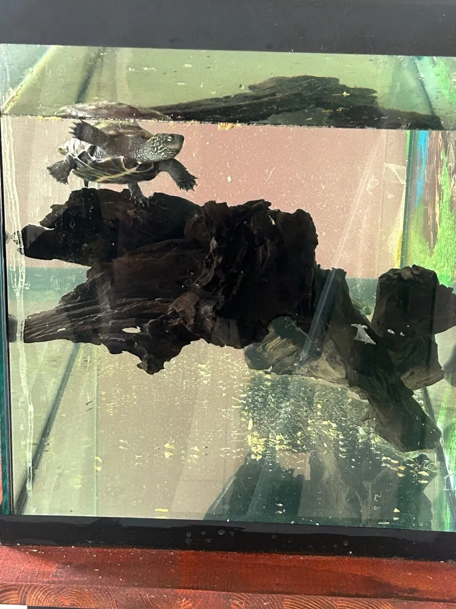 Two Terrapins yellow belly + Full Aquarium Setup - Image 1