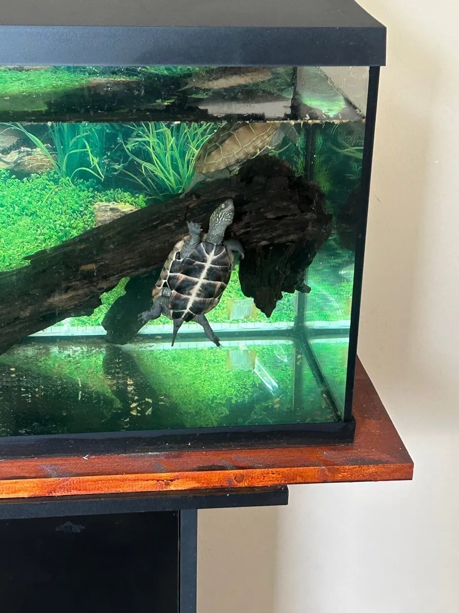 Two Terrapins yellow belly + Full Aquarium Setup - Image 2