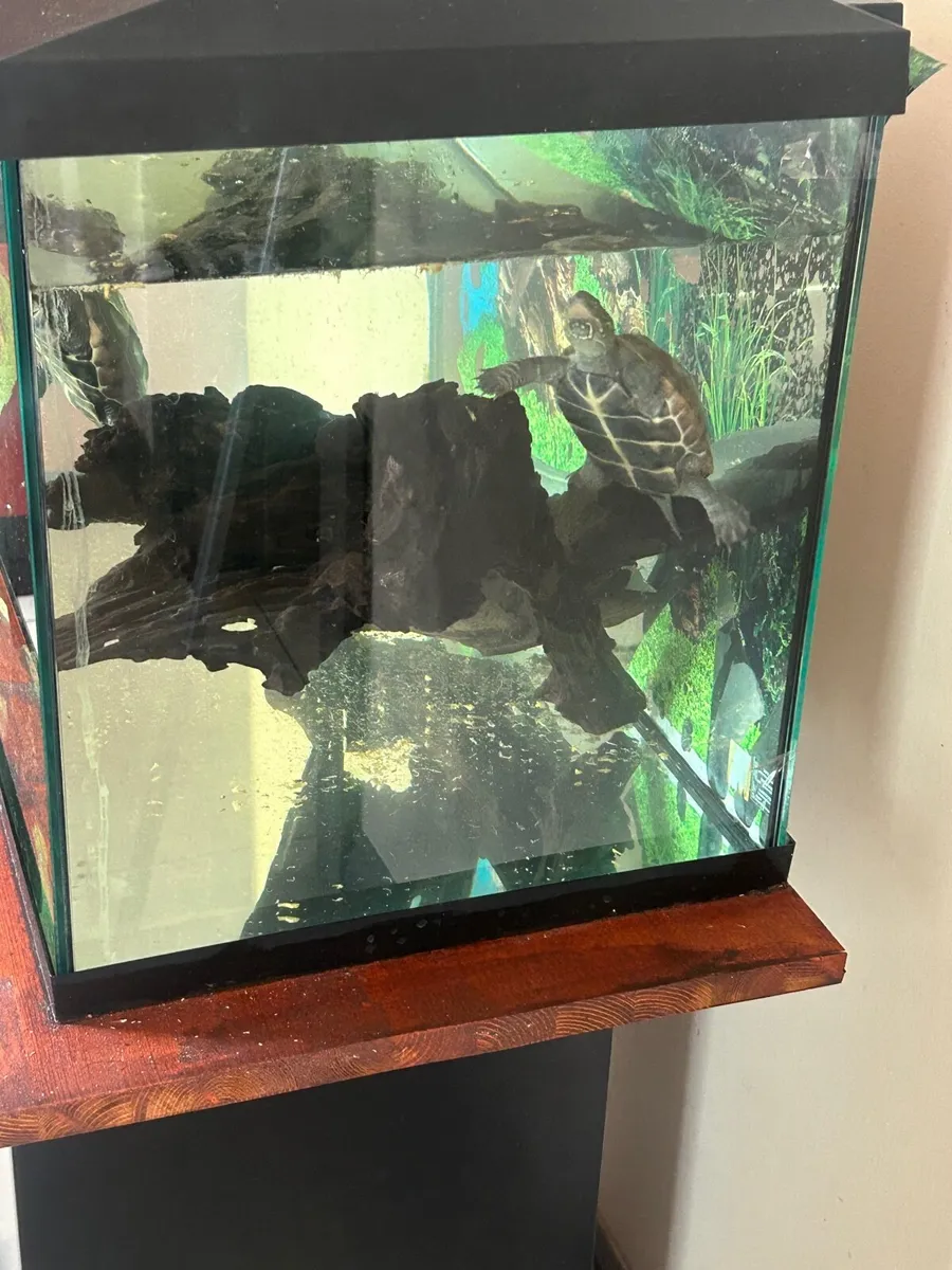 Two Terrapins yellow belly + Full Aquarium Setup - Image 3