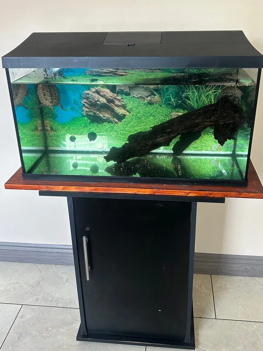 Two Terrapins yellow belly + Full Aquarium Setup - Image 4