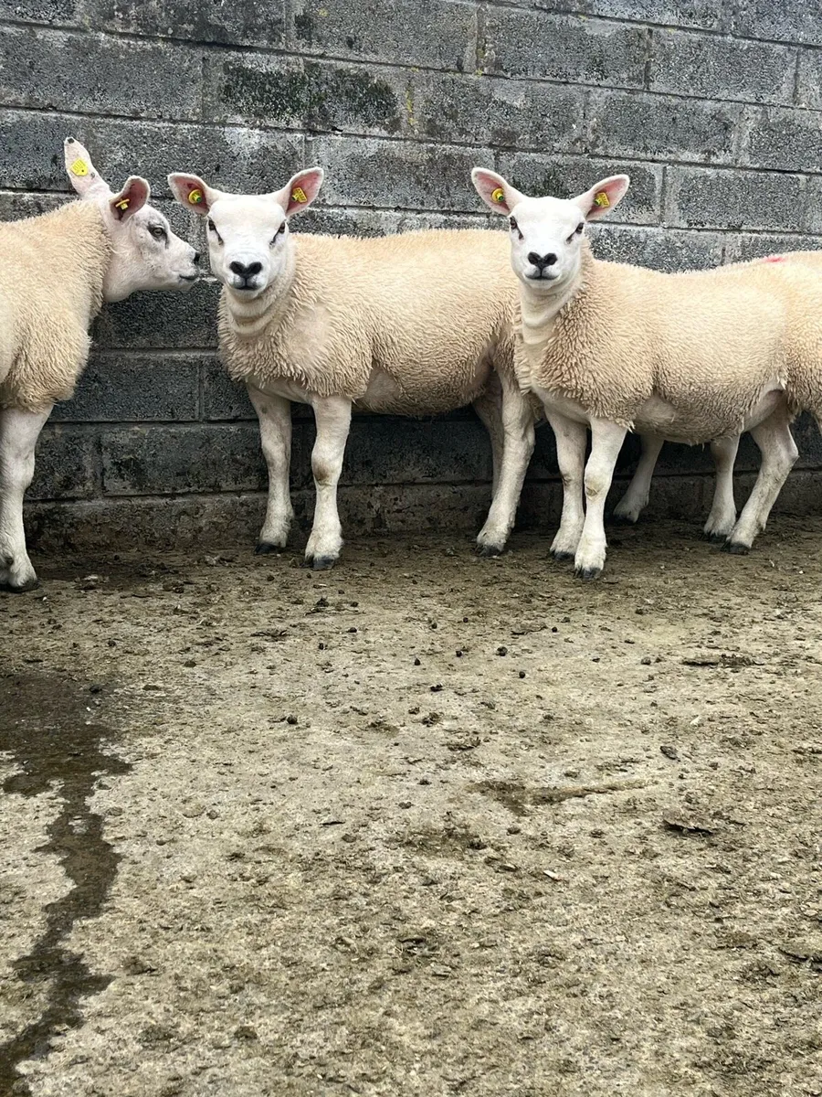 Pedigree Texel Ewe Lambs - Image 2