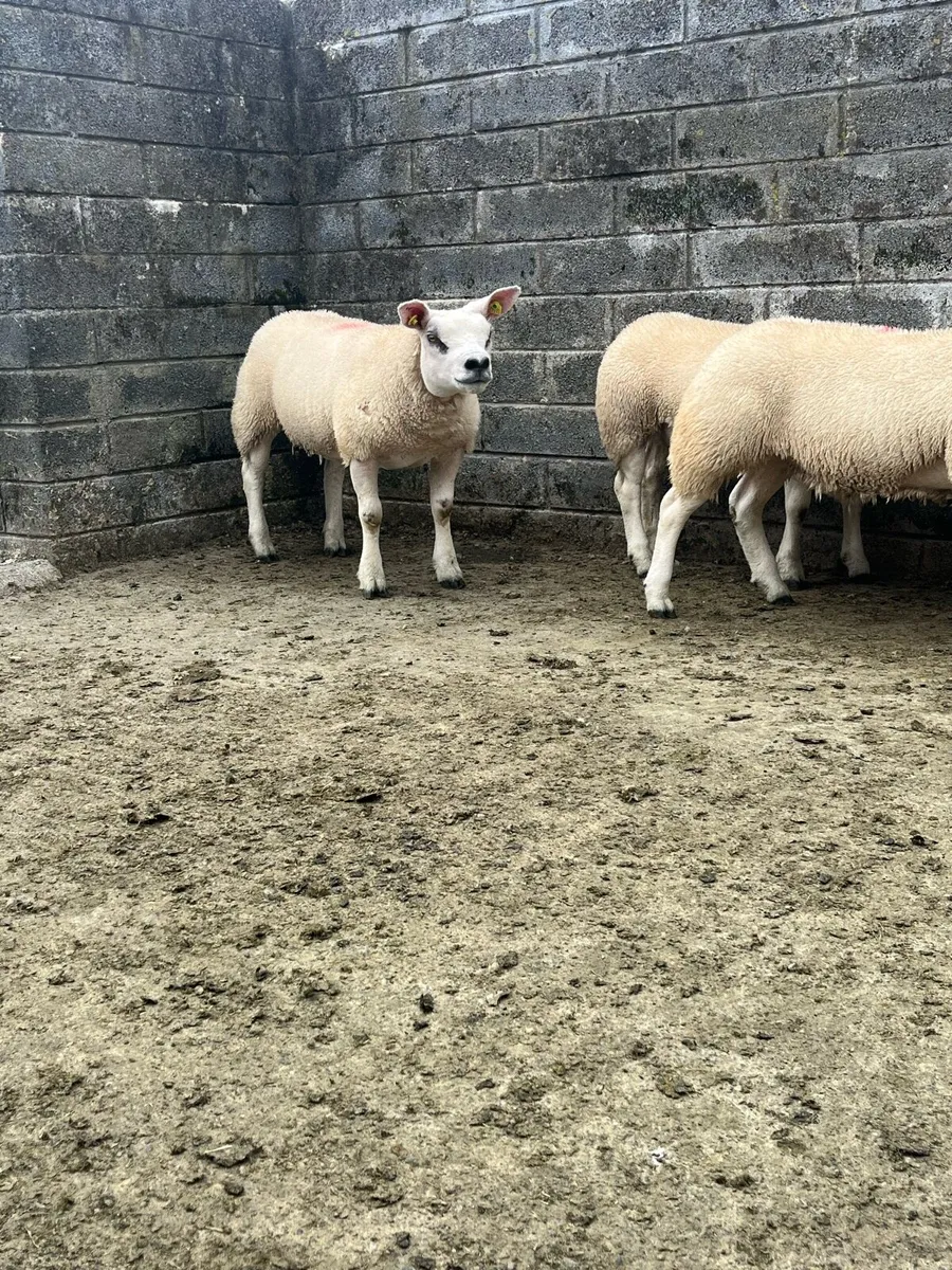 Pedigree Texel Ewe Lambs - Image 1