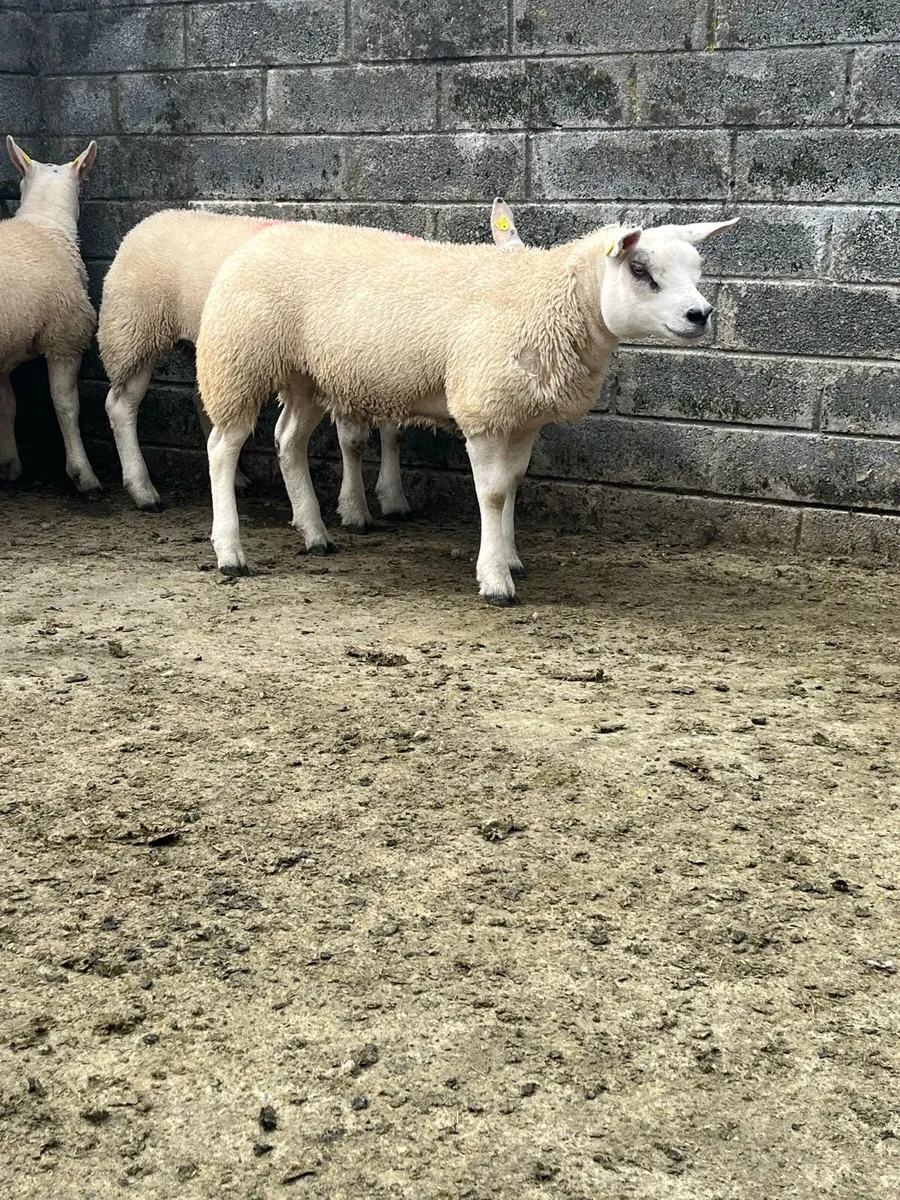Pedigree Texel Ewe Lambs - Image 3