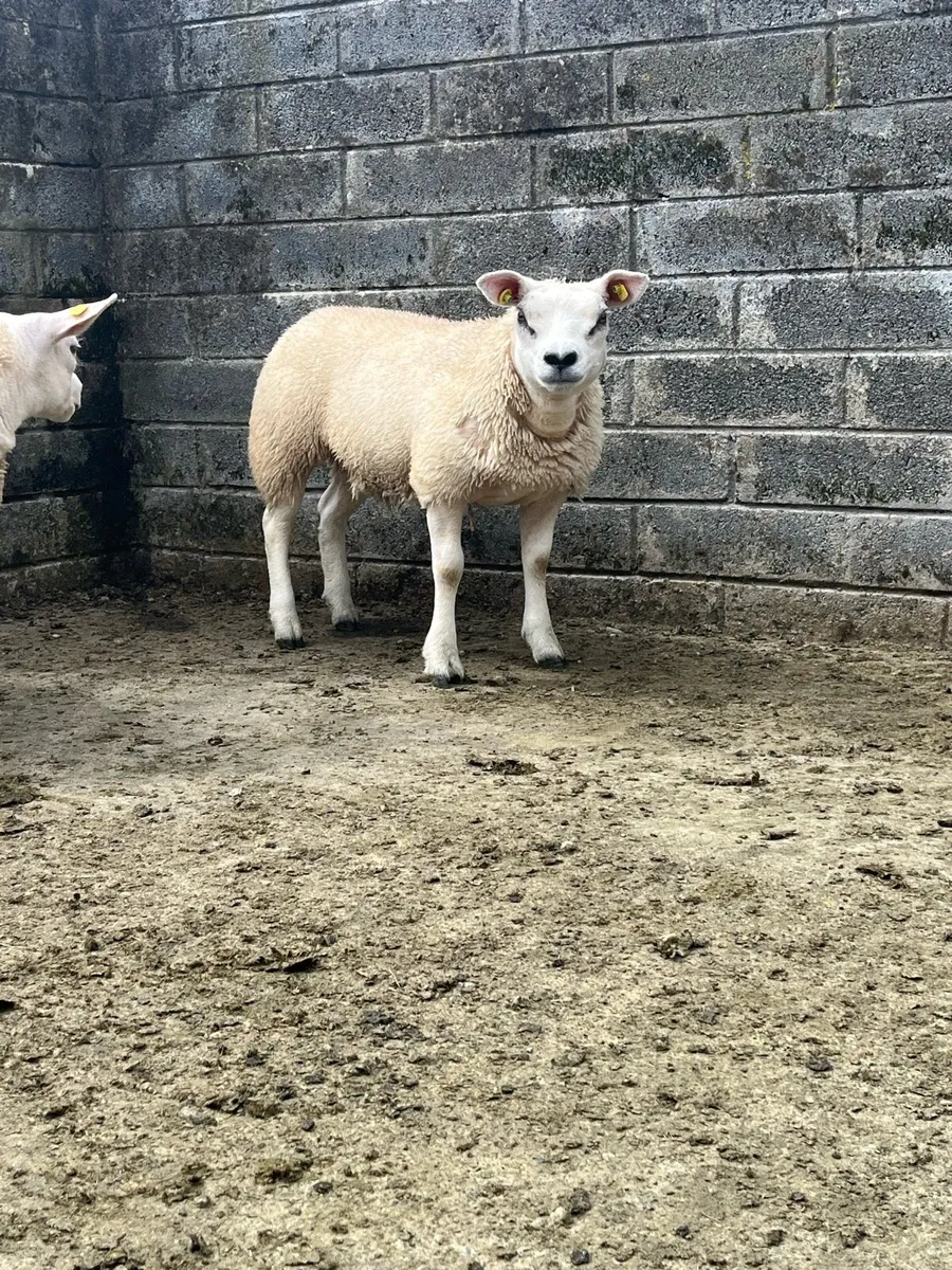 Pedigree Texel Ewe Lambs - Image 4