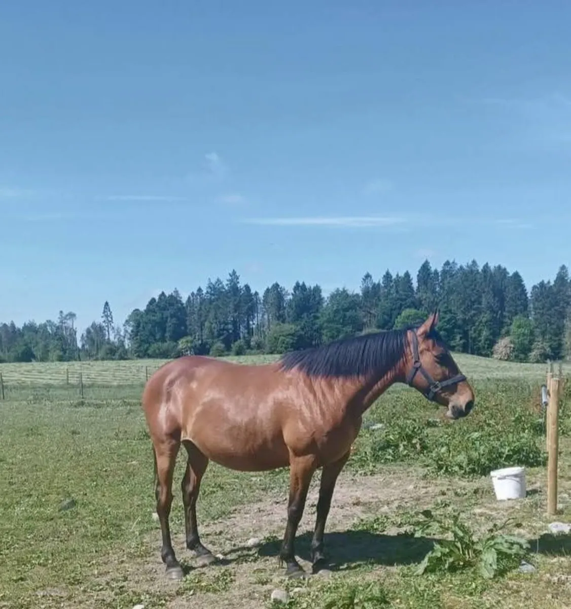 Brood mare for sale - Image 1