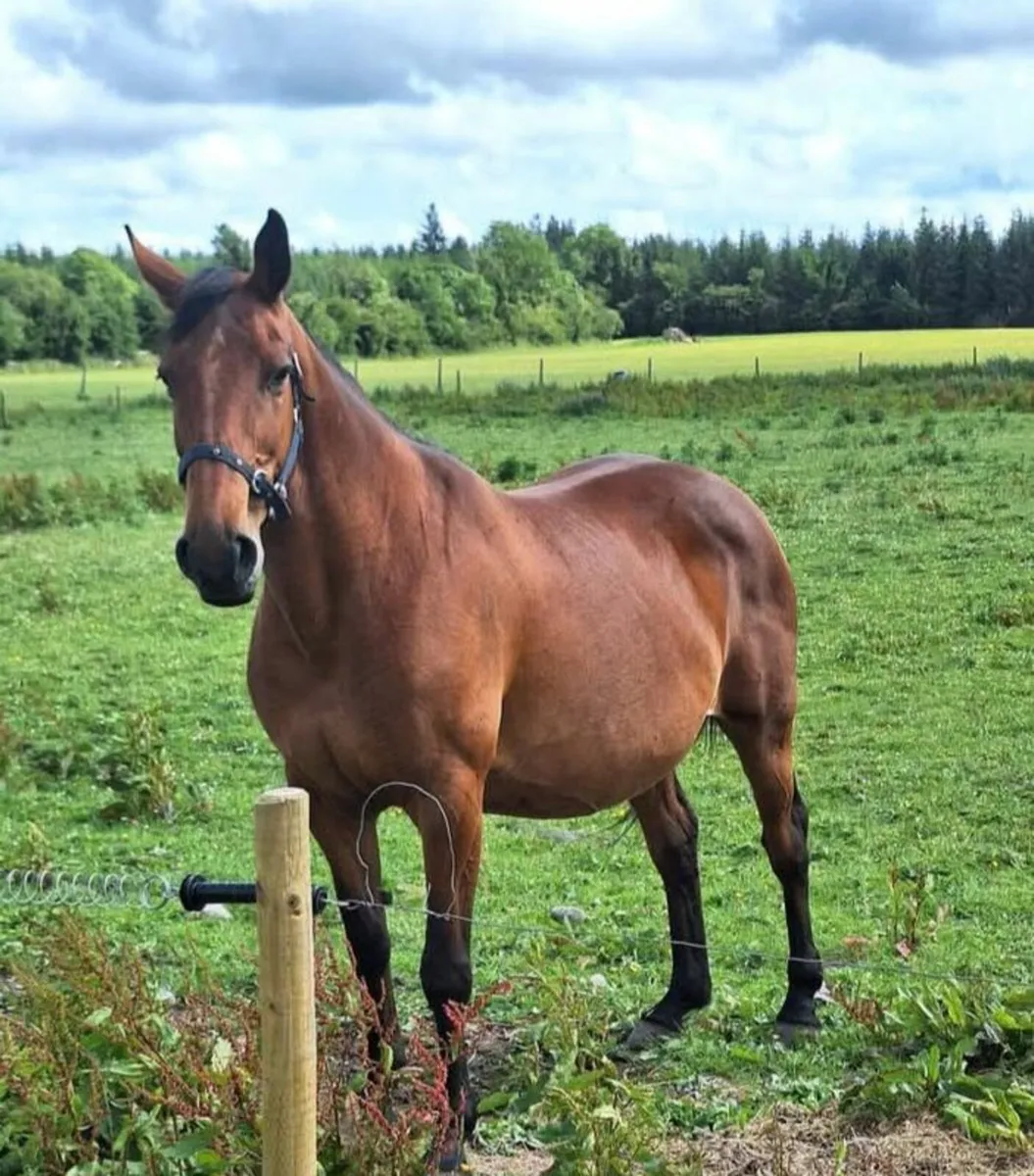 Brood mare for sale - Image 2