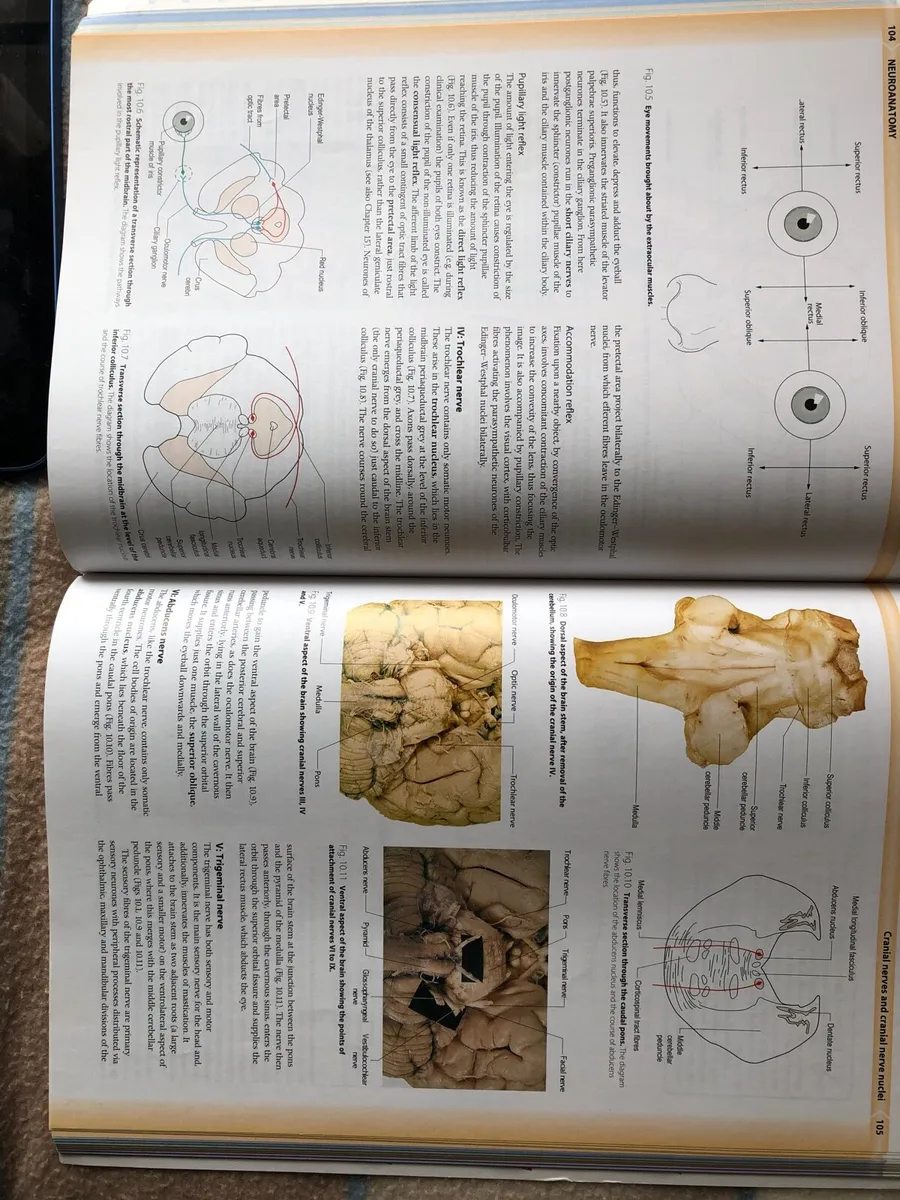 Neuroanatomy colour text - Image 2