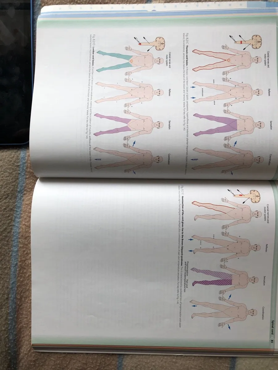 Neuroanatomy colour text - Image 3