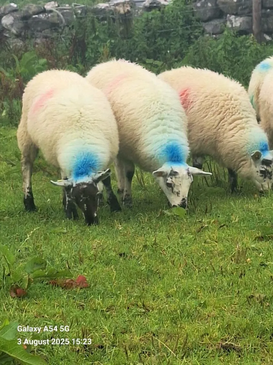 18 Lovely Chevoit Ewe Lambs - Image 1
