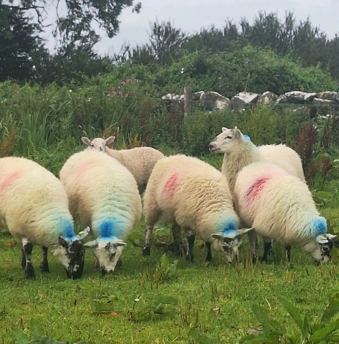 18 Lovely Chevoit Ewe Lambs - Image 2