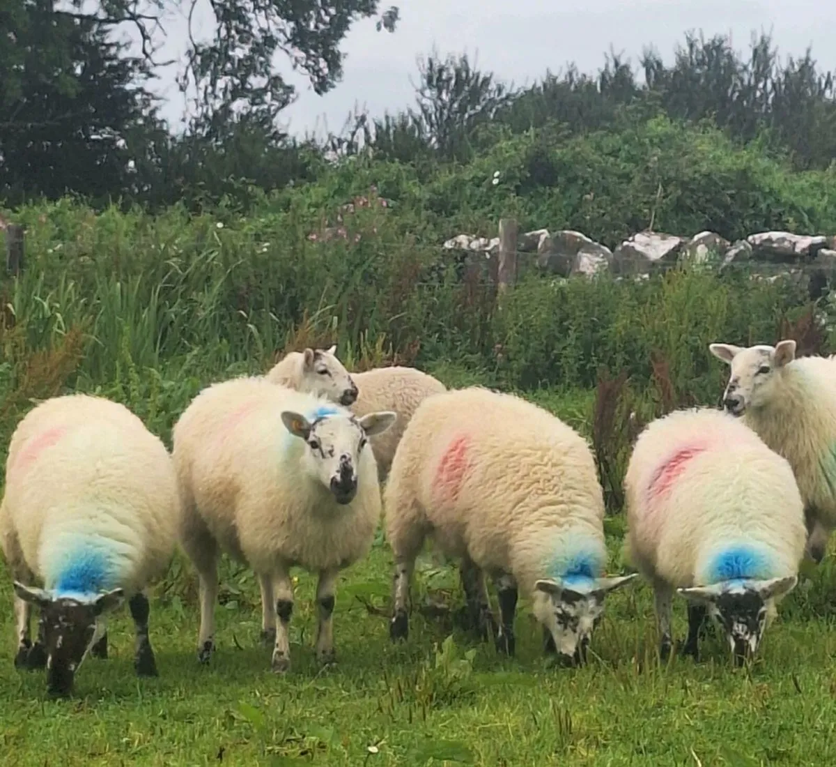 18 Lovely Chevoit Ewe Lambs - Image 3