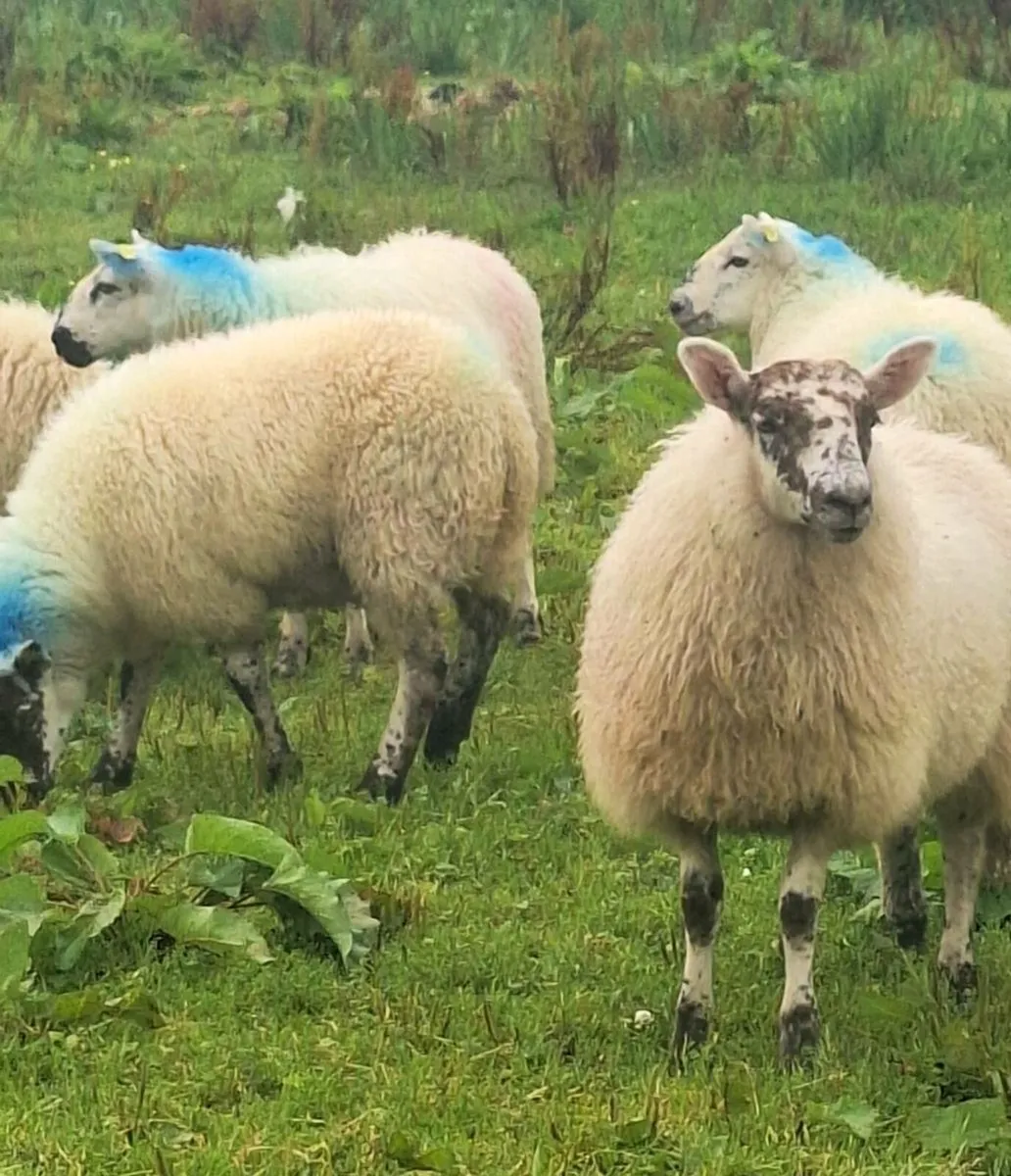 18 Lovely Chevoit Ewe Lambs - Image 4