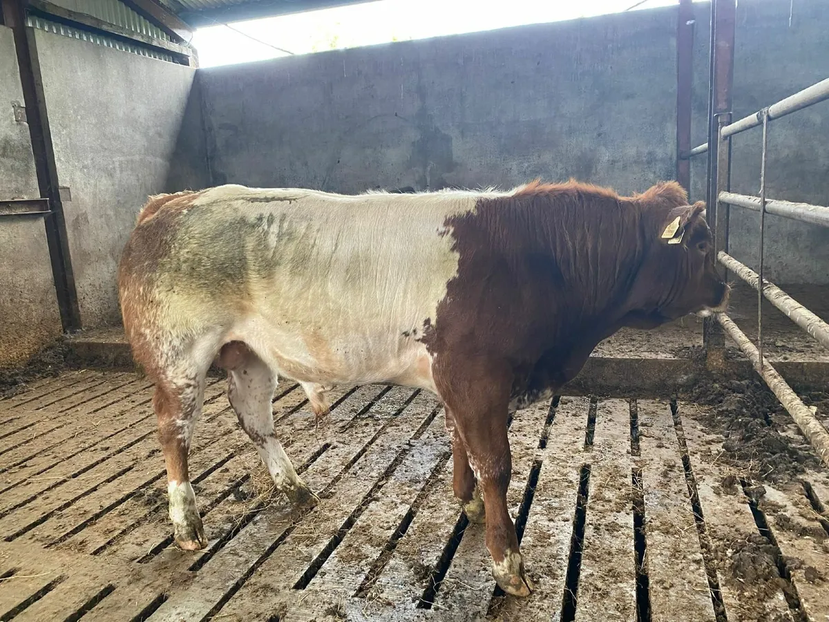 Beef Cattle - Image 1