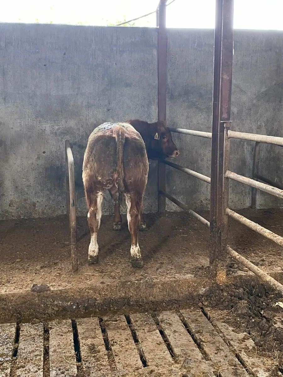 Beef Cattle - Image 2