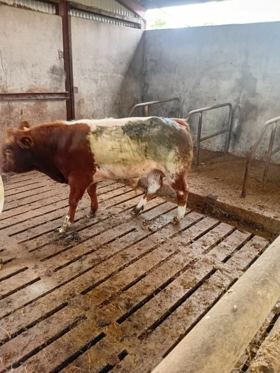 Beef Cattle - Image 3