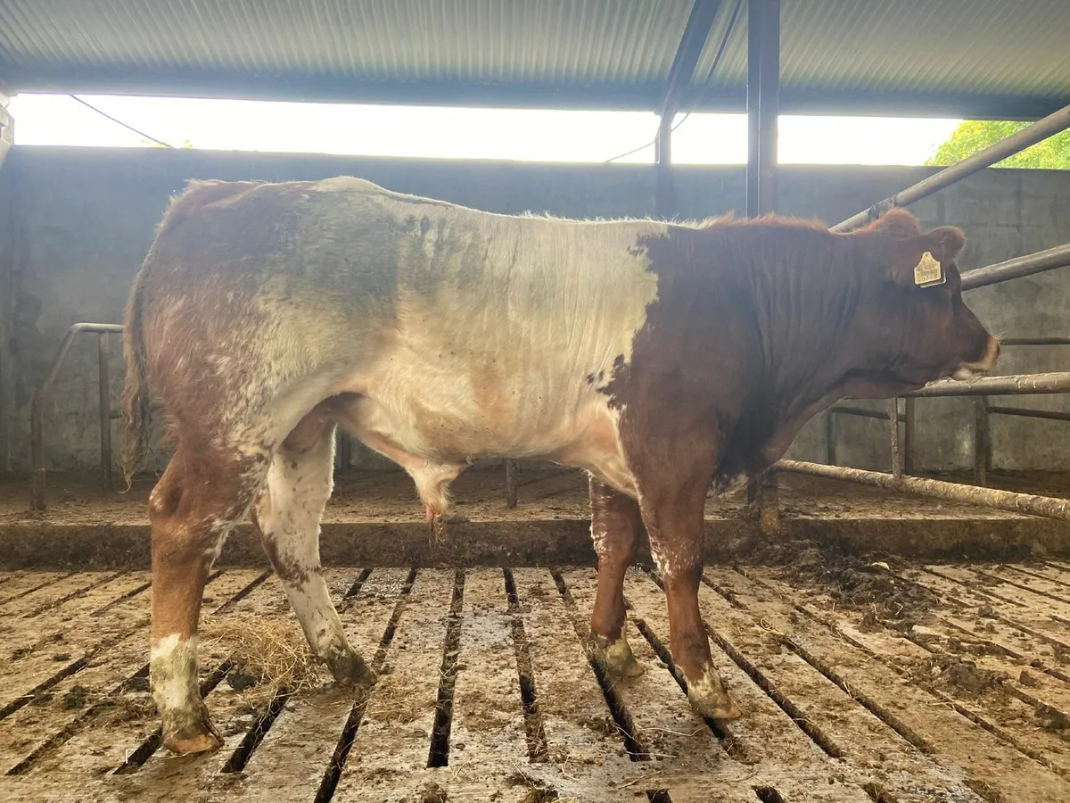 Beef Cattle - Image 4
