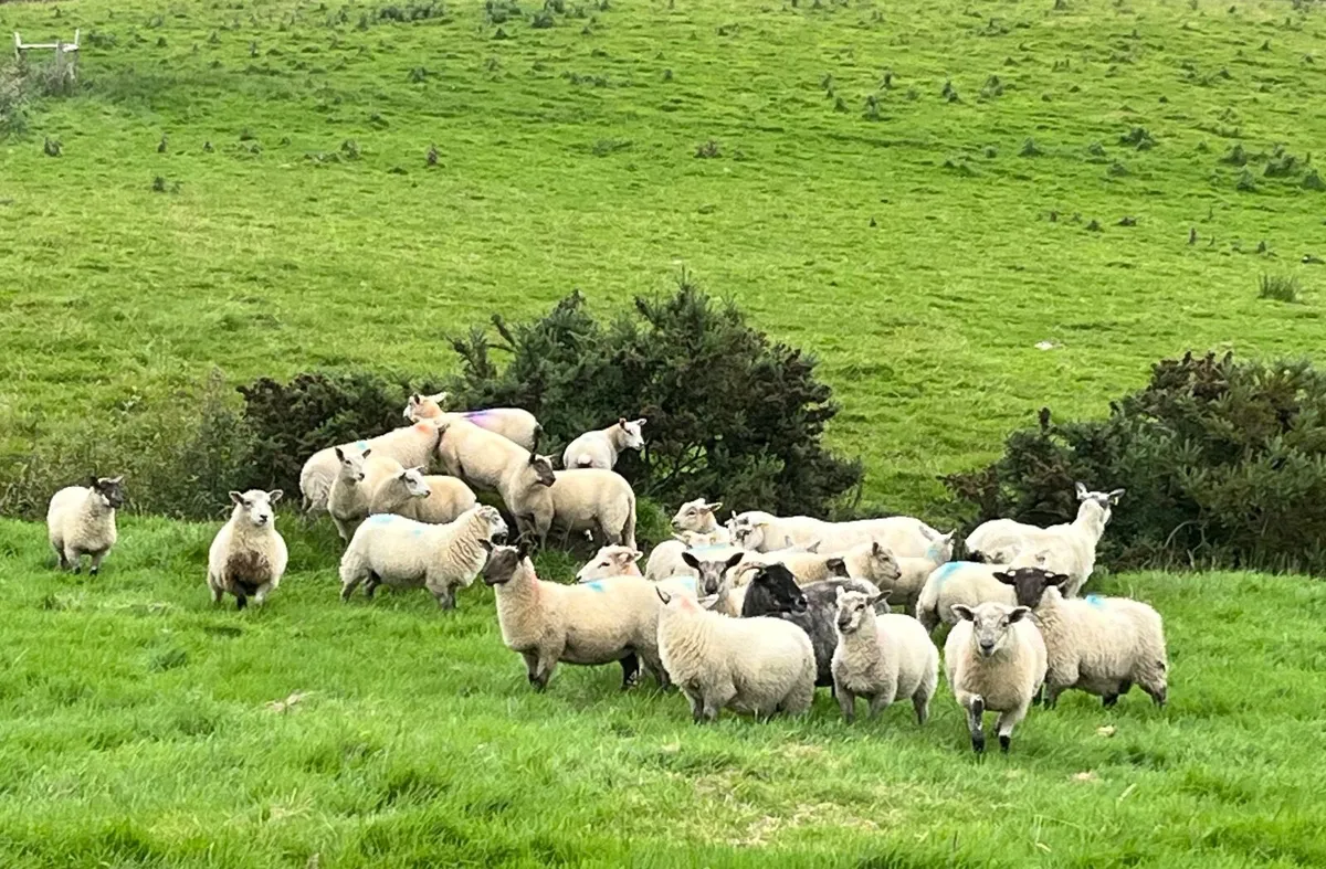 Sheep - Image 1