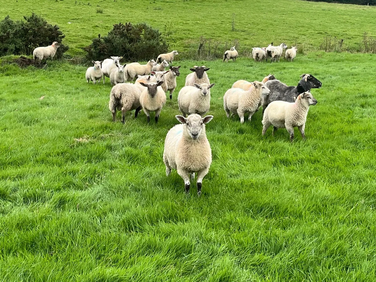 Sheep - Image 2