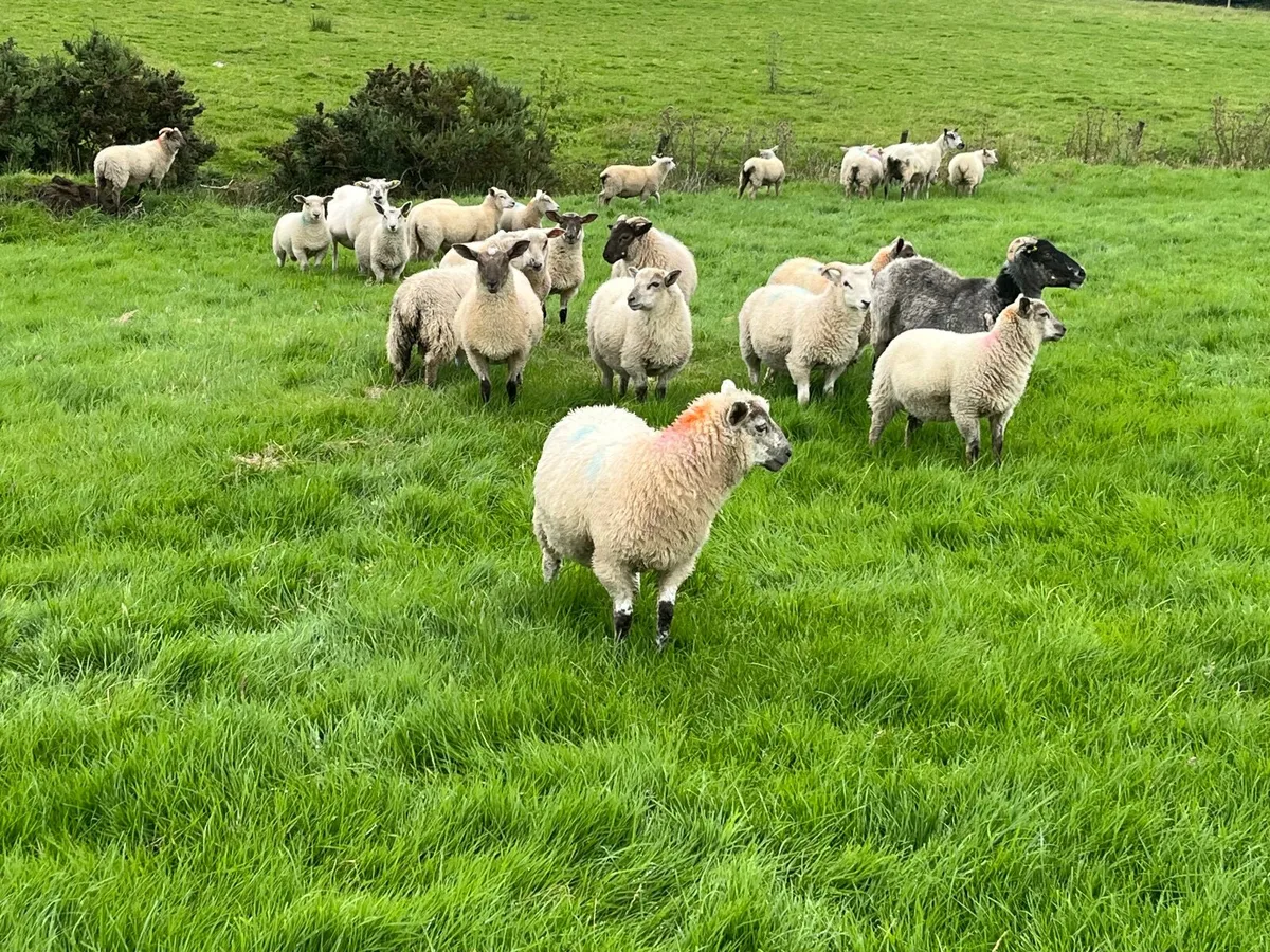 Sheep - Image 4