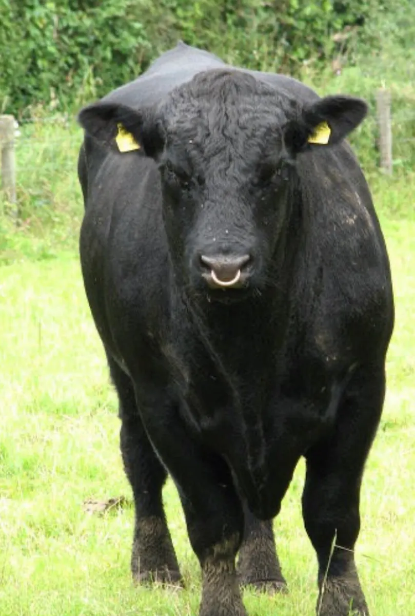 Angus bull for sale
